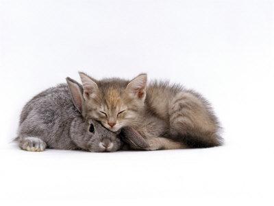 'Domestic Cat, Silver Tortoiseshell Kitten with Silver Dwarf Lop Eared  Rabbit' Photographic Print - Jane Burton | AllPosters.com