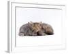 Domestic Cat, Silver Tortoiseshell Kitten with Silver Dwarf Lop Eared Rabbit-Jane Burton-Framed Photographic Print