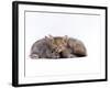 Domestic Cat, Silver Tortoiseshell Kitten with Silver Dwarf Lop Eared Rabbit-Jane Burton-Framed Photographic Print