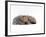 Domestic Cat, Silver Tortoiseshell Kitten with Silver Dwarf Lop Eared Rabbit-Jane Burton-Framed Photographic Print