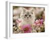 Domestic Cat, Silvertabby Kitten Among Michaelmas Dasies, Japanese Anemones and Cosmos Dasies-Jane Burton-Framed Photographic Print