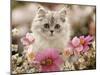 Domestic Cat, Silvertabby Kitten Among Michaelmas Dasies, Japanese Anemones and Cosmos Dasies-Jane Burton-Mounted Photographic Print