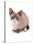 Domestic Cat, Snowshoe, kitten, sitting-Chris Brignell-Stretched Canvas