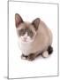 Domestic Cat, Snowshoe, kitten, sitting-Chris Brignell-Mounted Photographic Print