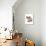 Domestic Cat, Snowshoe, kitten, sitting-Chris Brignell-Photographic Print displayed on a wall