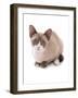 Domestic Cat, Snowshoe, kitten, sitting-Chris Brignell-Framed Photographic Print