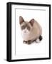 Domestic Cat, Snowshoe, kitten, sitting-Chris Brignell-Framed Photographic Print