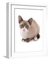Domestic Cat, Snowshoe, kitten, sitting-Chris Brignell-Framed Photographic Print
