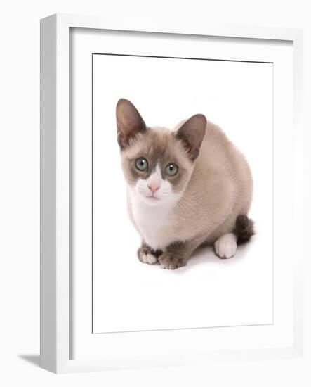 Domestic Cat, Snowshoe, kitten, sitting-Chris Brignell-Framed Photographic Print