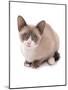 Domestic Cat, Snowshoe, kitten, sitting-Chris Brignell-Mounted Photographic Print