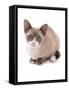 Domestic Cat, Snowshoe, kitten, sitting-Chris Brignell-Framed Stretched Canvas