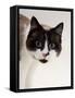 Domestic Cat, Snowshoe Pupils Dilated-Jane Burton-Framed Stretched Canvas