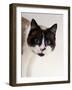 Domestic Cat, Snowshoe Pupils Dilated-Jane Burton-Framed Photographic Print