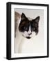 Domestic Cat, Snowshoe Pupils Dilated-Jane Burton-Framed Photographic Print