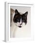 Domestic Cat, Snowshoe Pupils Dilated-Jane Burton-Framed Photographic Print