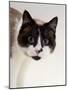 Domestic Cat, Snowshoe Pupils Dilated-Jane Burton-Mounted Photographic Print