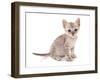 Domestic Cat, Somali, kitten, sitting-Chris Brignell-Framed Photographic Print