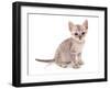 Domestic Cat, Somali, kitten, sitting-Chris Brignell-Framed Photographic Print