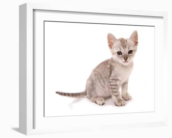 Domestic Cat, Somali, kitten, sitting-Chris Brignell-Framed Photographic Print