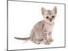 Domestic Cat, Somali, kitten, sitting-Chris Brignell-Mounted Photographic Print