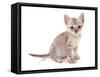 Domestic Cat, Somali, kitten, sitting-Chris Brignell-Framed Stretched Canvas