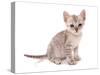 Domestic Cat, Somali, kitten, sitting-Chris Brignell-Stretched Canvas