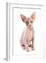 Domestic Cat, Sphynx, kitten, sitting-Chris Brignell-Framed Photographic Print