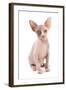 Domestic Cat, Sphynx, kitten, sitting-Chris Brignell-Framed Photographic Print