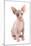 Domestic Cat, Sphynx, kitten, sitting-Chris Brignell-Mounted Photographic Print