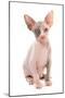 Domestic Cat, Sphynx, kitten, sitting-Chris Brignell-Mounted Photographic Print