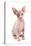 Domestic Cat, Sphynx, kitten, sitting-Chris Brignell-Stretched Canvas