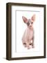 Domestic Cat, Sphynx, kitten, sitting-Chris Brignell-Framed Photographic Print