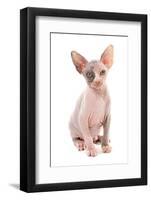 Domestic Cat, Sphynx, kitten, sitting-Chris Brignell-Framed Photographic Print