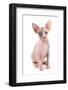 Domestic Cat, Sphynx, kitten, sitting-Chris Brignell-Framed Photographic Print