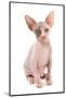 Domestic Cat, Sphynx, kitten, sitting-Chris Brignell-Mounted Photographic Print