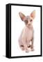 Domestic Cat, Sphynx, kitten, sitting-Chris Brignell-Framed Stretched Canvas