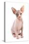 Domestic Cat, Sphynx, kitten, sitting-Chris Brignell-Stretched Canvas