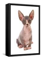 Domestic Cat, Sphynx, kitten, sitting-Chris Brignell-Framed Stretched Canvas