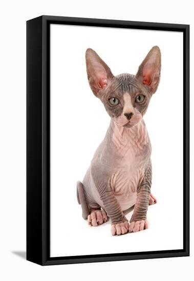 Domestic Cat, Sphynx, kitten, sitting-Chris Brignell-Framed Stretched Canvas