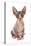 Domestic Cat, Sphynx, kitten, sitting-Chris Brignell-Stretched Canvas