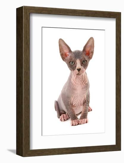 Domestic Cat, Sphynx, kitten, sitting-Chris Brignell-Framed Photographic Print