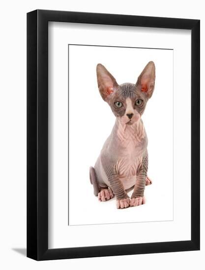 Domestic Cat, Sphynx, kitten, sitting-Chris Brignell-Framed Photographic Print