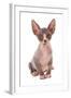 Domestic Cat, Sphynx, kitten, sitting-Chris Brignell-Framed Photographic Print