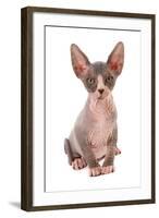 Domestic Cat, Sphynx, kitten, sitting-Chris Brignell-Framed Photographic Print