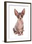 Domestic Cat, Sphynx, kitten, sitting-Chris Brignell-Framed Photographic Print