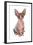 Domestic Cat, Sphynx, kitten, sitting-Chris Brignell-Framed Photographic Print