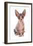 Domestic Cat, Sphynx, kitten, sitting-Chris Brignell-Framed Photographic Print