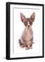 Domestic Cat, Sphynx, kitten, sitting-Chris Brignell-Framed Photographic Print