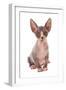 Domestic Cat, Sphynx, kitten, sitting-Chris Brignell-Framed Photographic Print