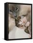 Domestic Cat, Stray Siamese Female with Single Kitten-Jane Burton-Framed Stretched Canvas